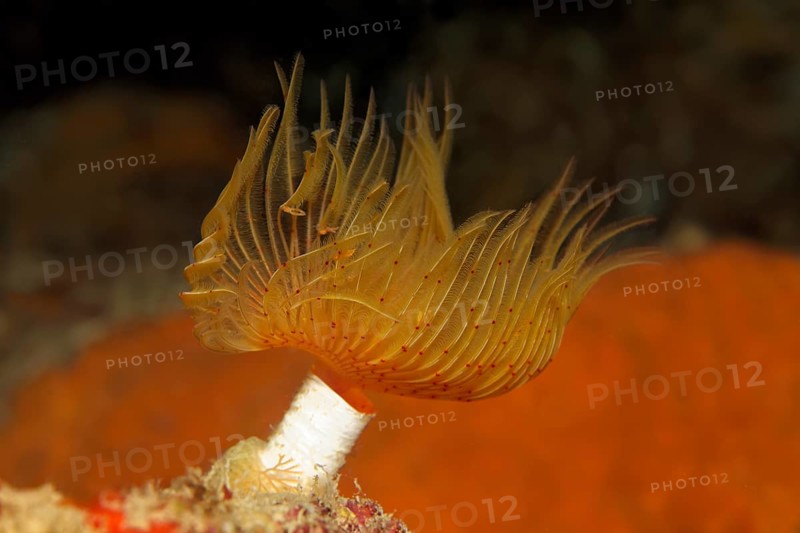 Red-spotted Horseshoe (Protula tubularia)
