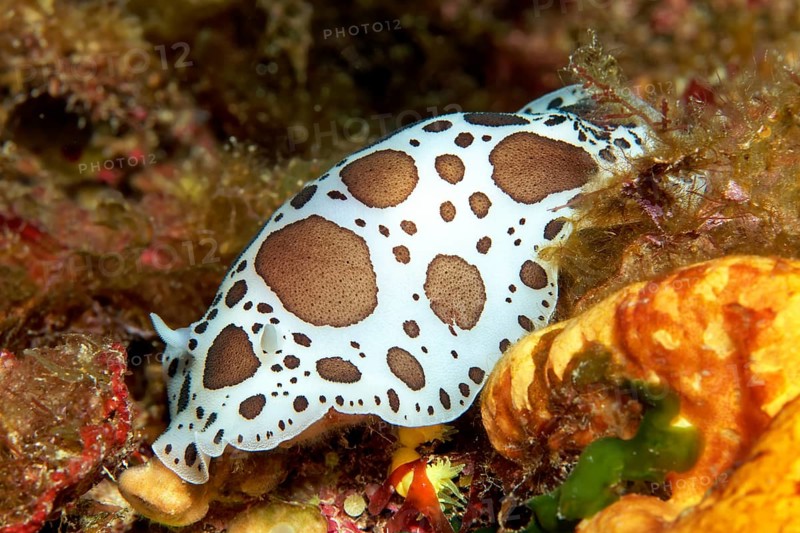 Spotted Seaslug (Peltodoris astromaculata
