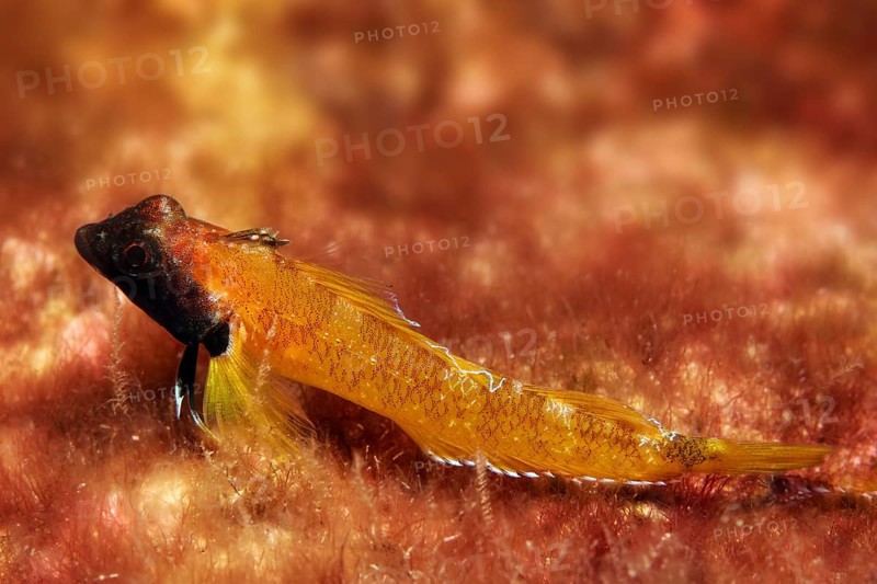 Red-black Triplefin (Trypterygion trypteronotus)