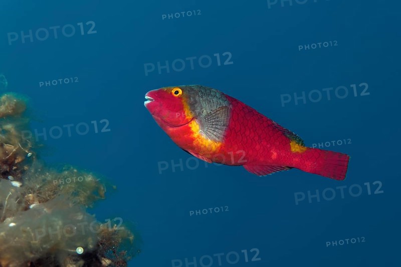 Mediterranean Parrotfish (Sparisoma cretense)