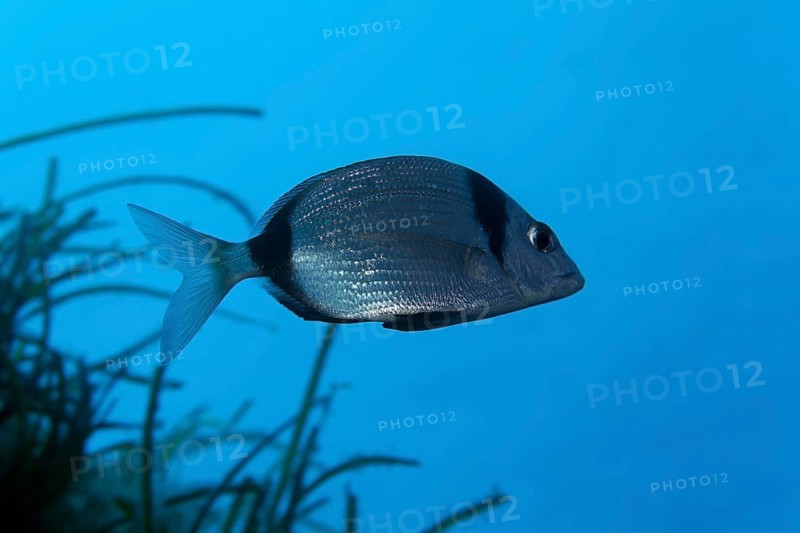 Common two-banded seabream (Diplodus vulgaris)