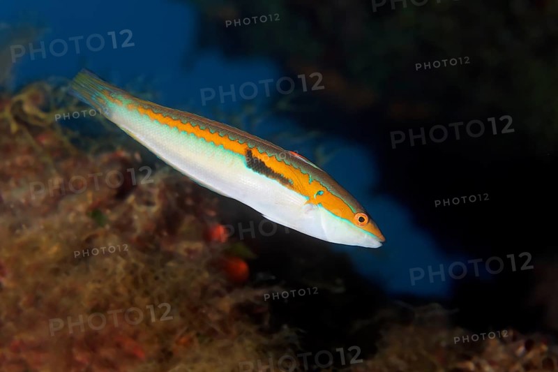 Mediterranean rainbow wrasse (Coris julis)