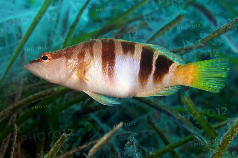 Painted comber (Serranus scriba) swimming through Neptune grass (Posidonia oceanica)