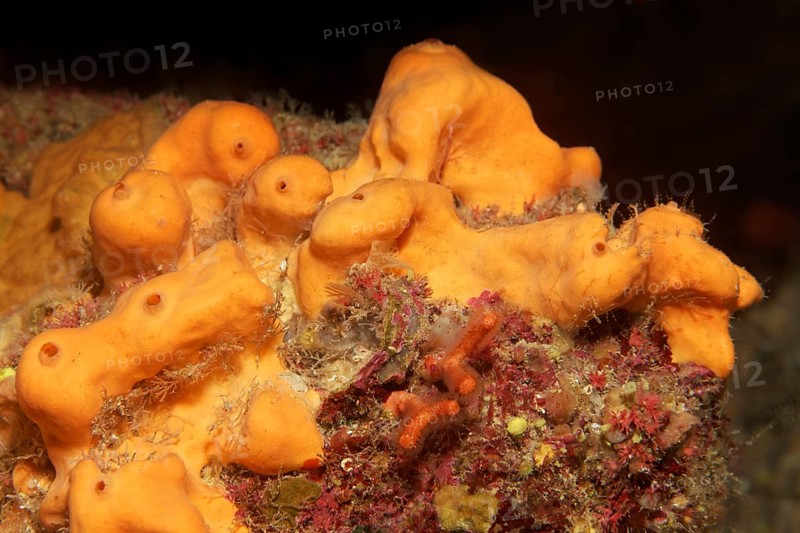 Oranger Demosponge (Agelas oroides)