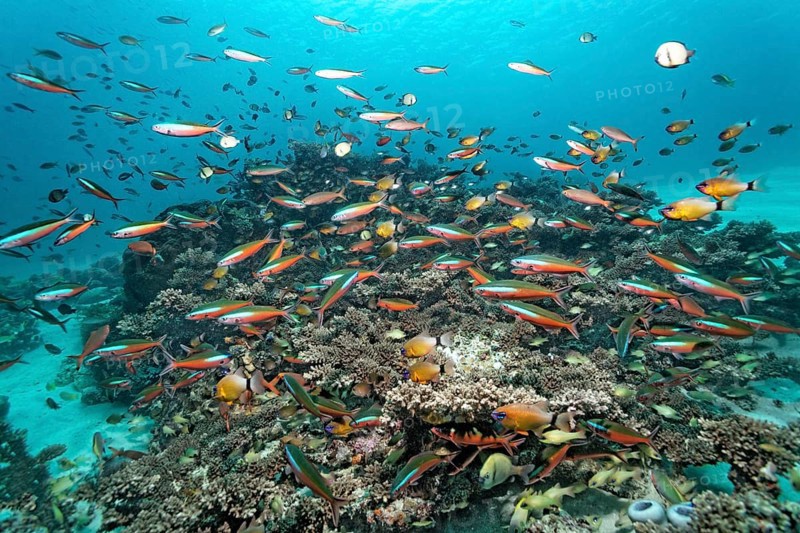 Shoal of fish
