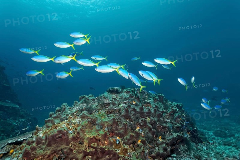 Beautiful fusiliers (Caesio teres) swimming above small reef covered in sponge