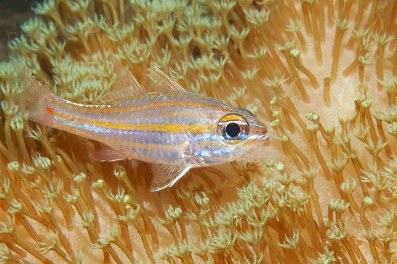 Yellowstriped cardinalfish (Apogon cyanosoma) amongst leather coral