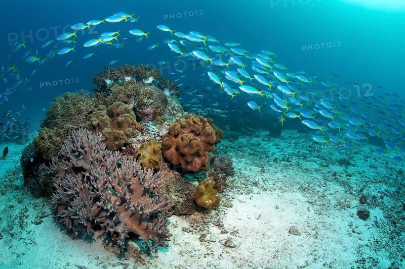 Shoal of beautiful fusiliers (Caesio teres) swimming above rocky outcrop with soft coral (Sinularia sp.) and leather coral (Sarcophyton sp.)