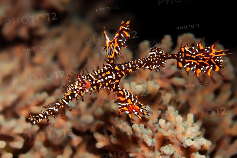 Ghost pipefish (Solenostomus paradoxus) swimming above coral (Agropora sp.)