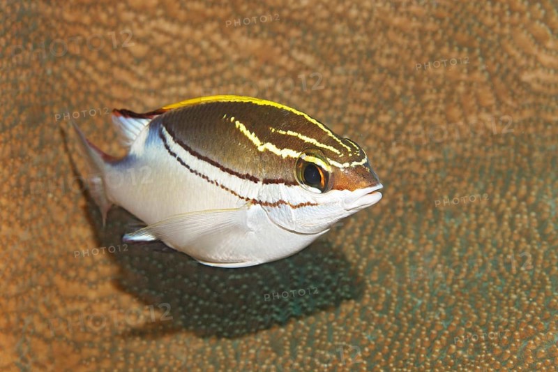 Two-lined monocle bream (Scolopsis bilineata) swimming above stone coral
