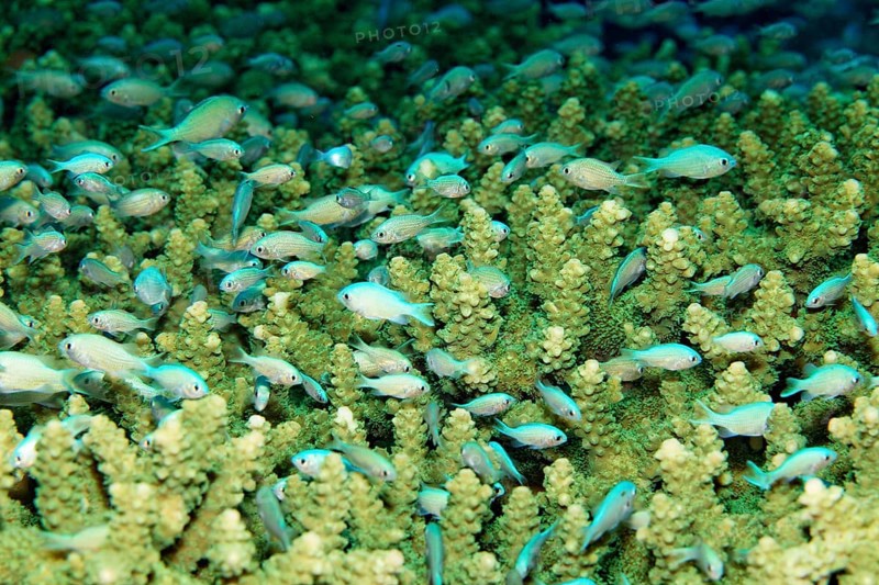 Green Chromis (Chromis viridis) hiding in dense coral (Acropora sp.)