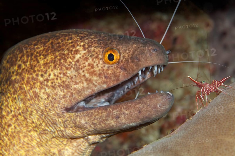 Yellow-edged moray (Gymnothorax flavimarginatus) and hingebeak prawn (Rhynchocinetes durbanensis) Saparua