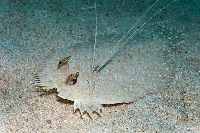 Flowery flounder (Bothus mancus) on sandy seabed