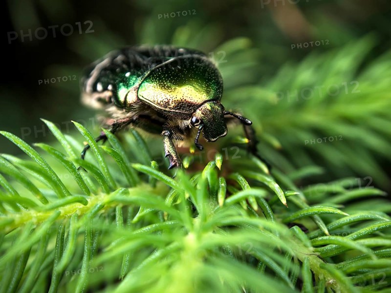 Rose chafer or green rose chafer (Cetonia aurata) on fir branch (Abies)