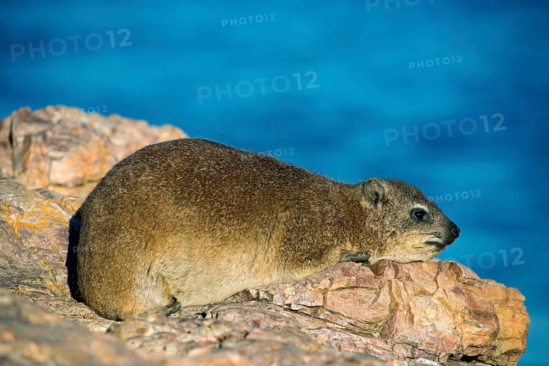 Rock hyrax or rock badger (Procavia capensis)