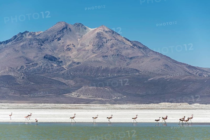Flamingos (Phoenicopteridae) in Monumento Natural Salar de Surire