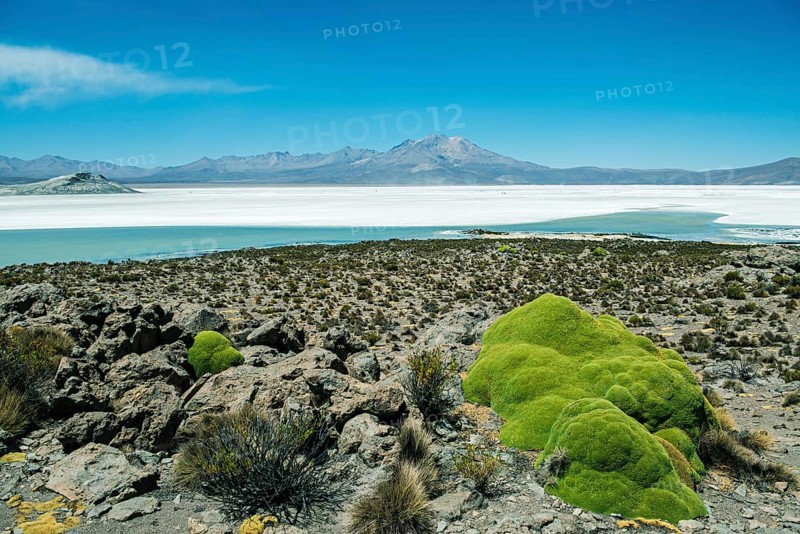 Yareta or llareta (Azorella compacta)
