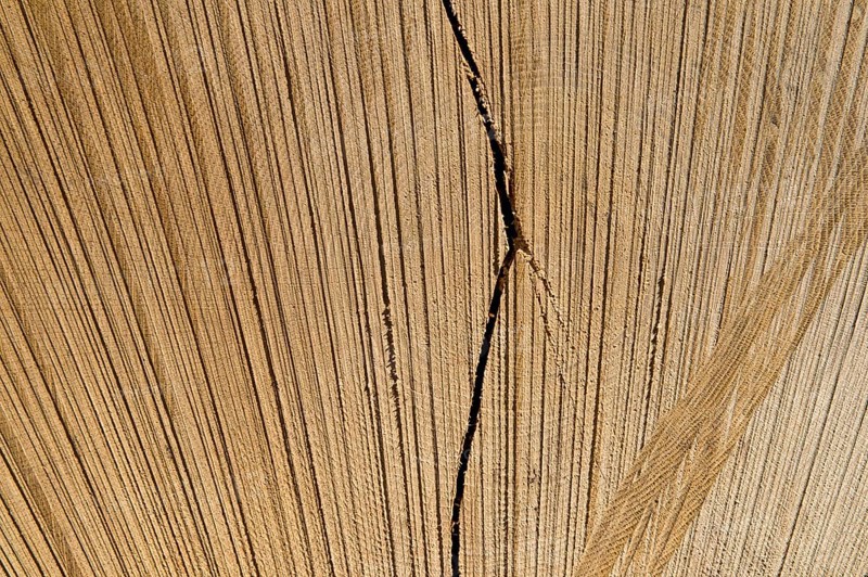 Cut open tree trunk