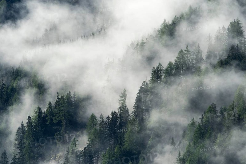 Fog above the forest