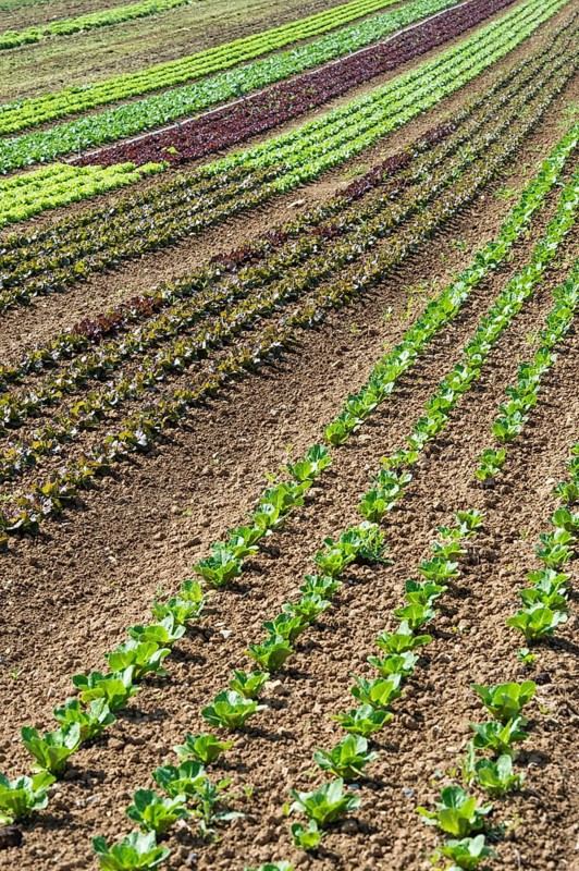 Field of lettuce grown in the open air