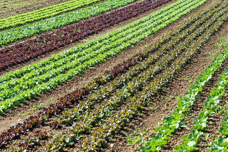 Field of lettuce grown in the open air