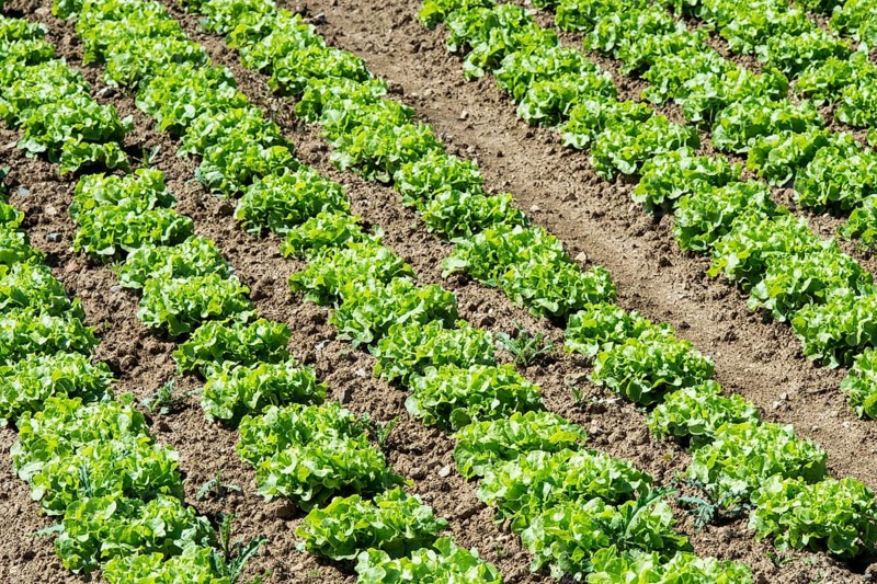 Field of lettuce grown in the open air