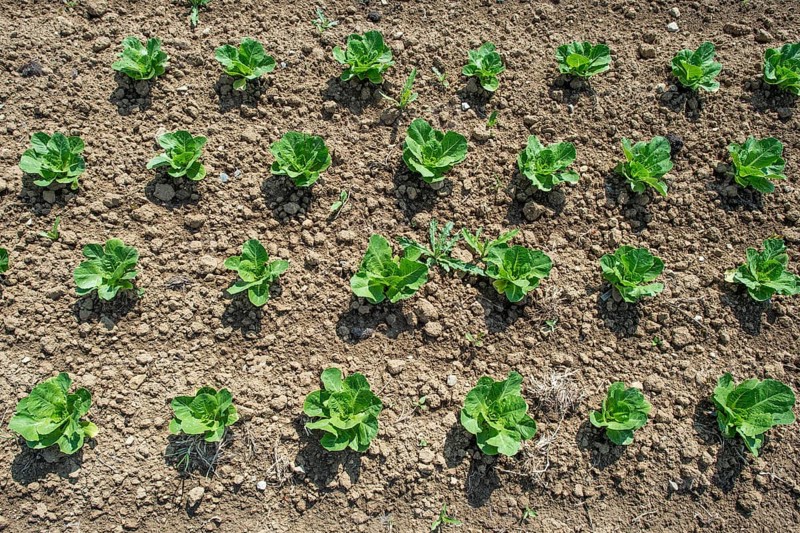 Field of lettuce grown in the open air