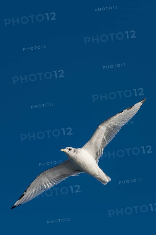 Young kittiwake (Rissa tridactyla)