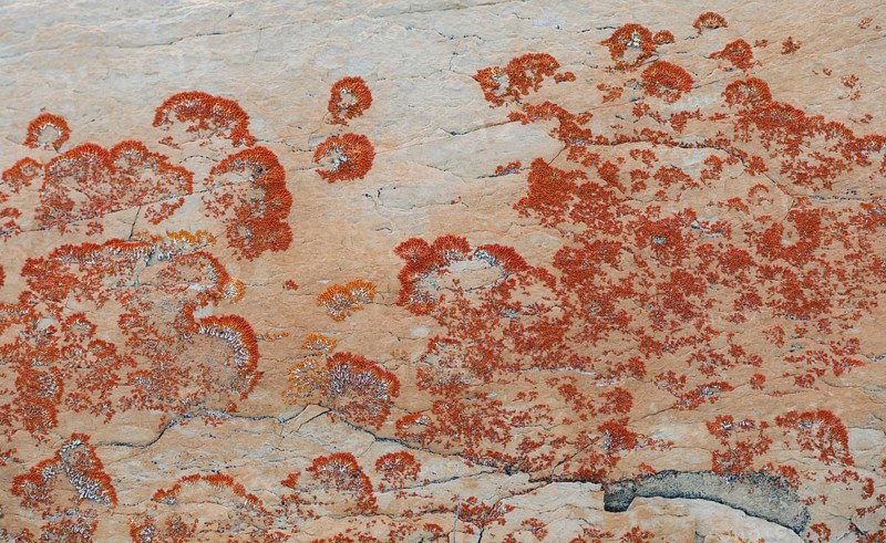 Crustose (Caloplaca sp.) on whitish-yellow dolomite