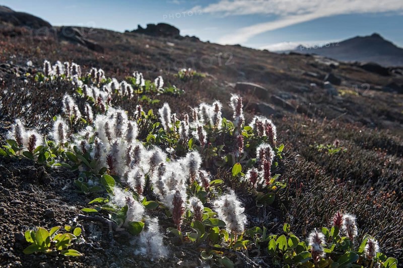 Arctic Willow (Salix arctica)