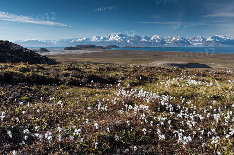 Cotton Grass (Eriophorum sp.)