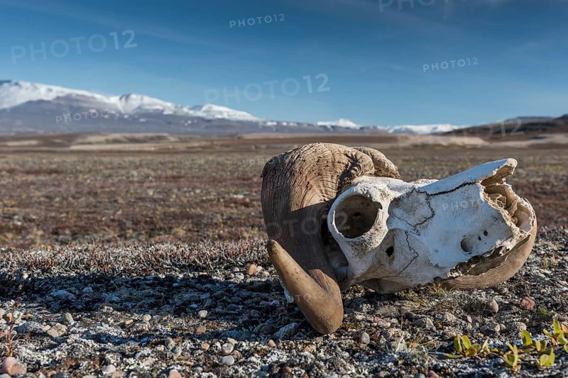 Bleached skull of a musk ox