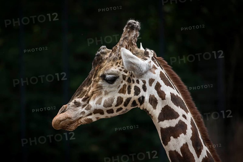 Reticulated giraffe (Giraffa camelopardalis reticulata)