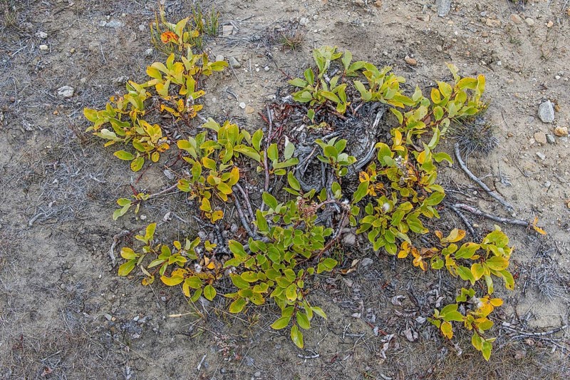 Arctic willow (Salix arctica)