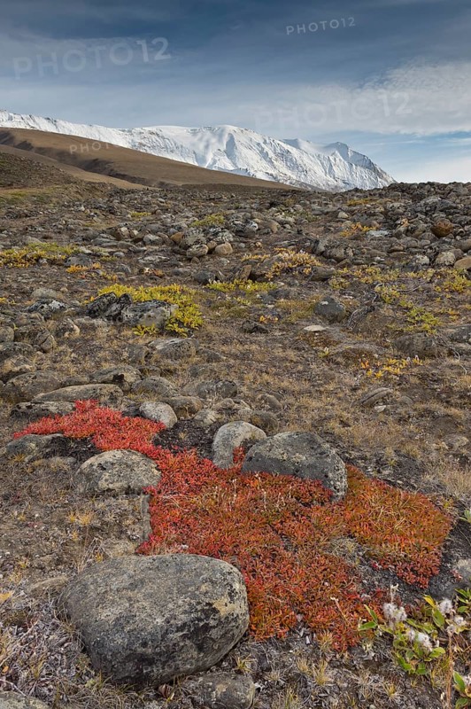 Autumn colored alpine or mountain bearberry (Arctostaphylos alpinus)