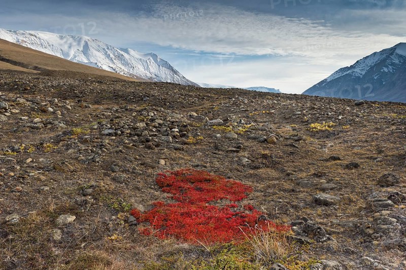 Autumn colored alpine or mountain bearberry (Arctostaphylos alpinus)