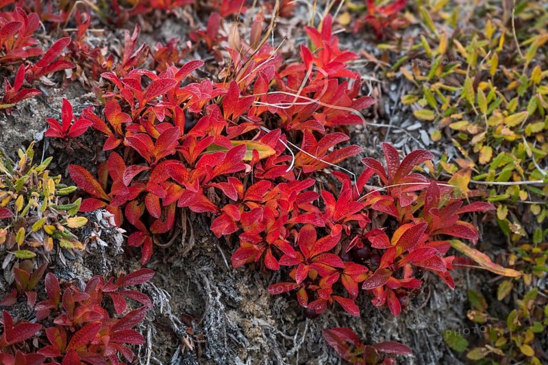 Autumn colored alpine or mountain bearberry (Arctostaphylos alpinus)
