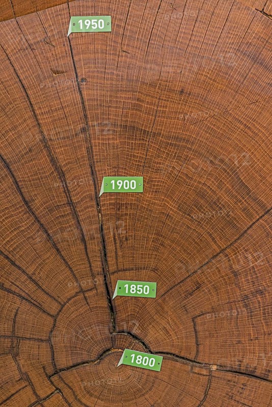Cross section of bicentennial oak (Quercus sp.) trunk with annual rings from 1800