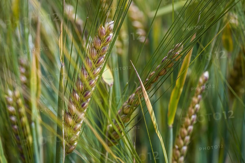 Spring barley (Hordeum vulgare)