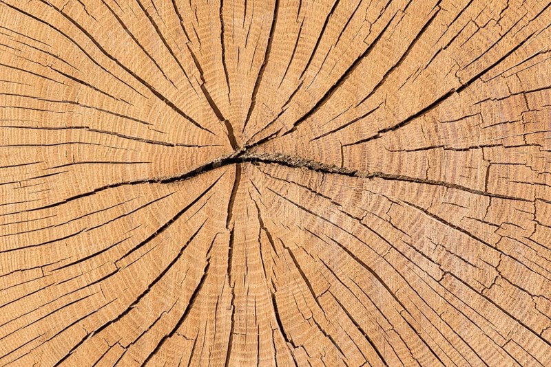 Sectional area of oak (Quercus sp.) trunk with annual rings