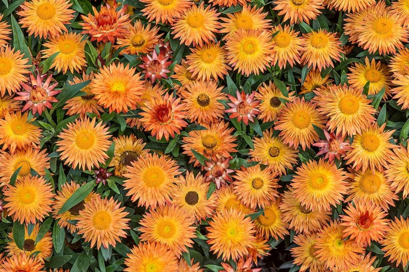 Golden everlasting or strawflower (Helichrysum bracteatum)