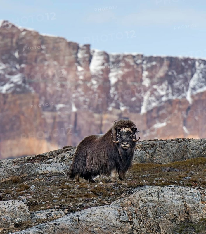 Muskox (Ovibos moschatus) standing in mountain landscape