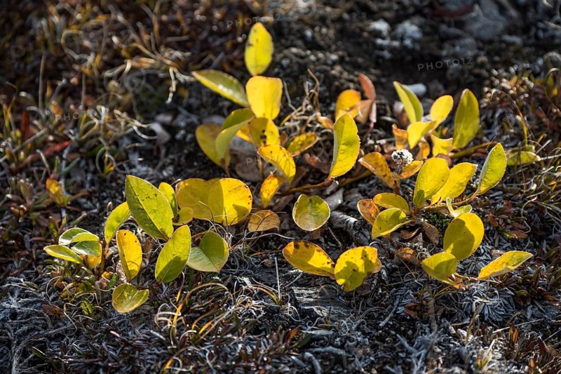 Arctic Willow (Salix arctica) in autumn colour