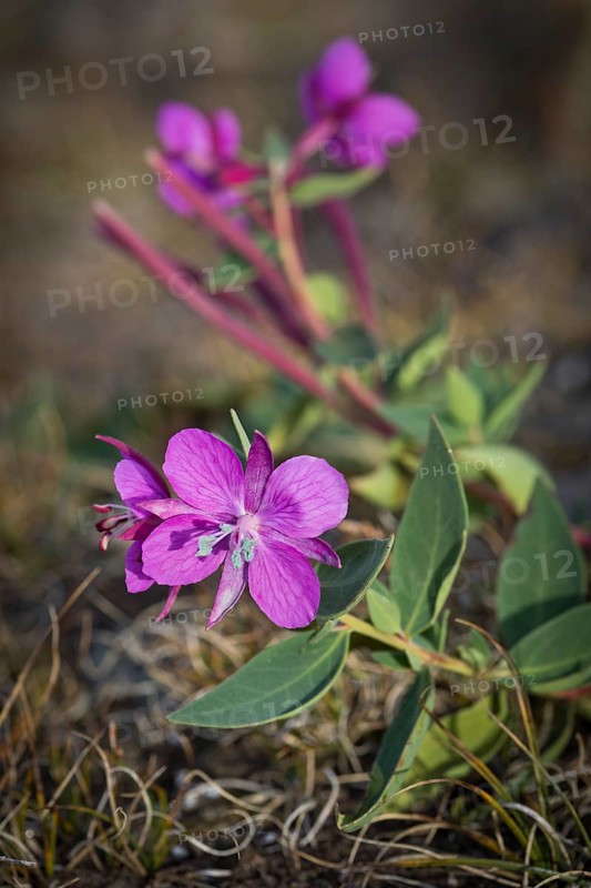 Arctic fireweed (Epilobium latifolium)