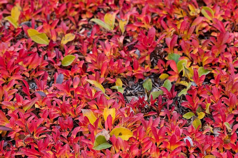 Alpine Bearberry (Arctostaphylos alpinus) and Arctic Willow (Salix arctica) in autumn colours