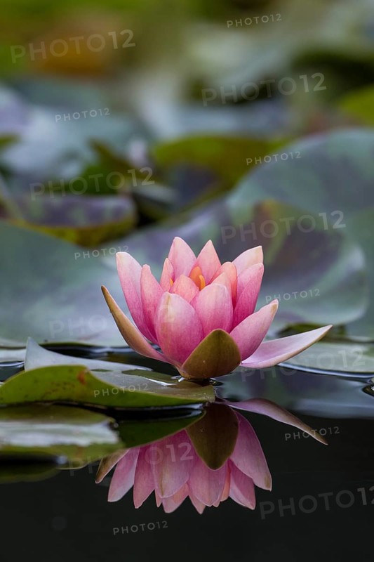 Water lily (Nymphaea sp.)