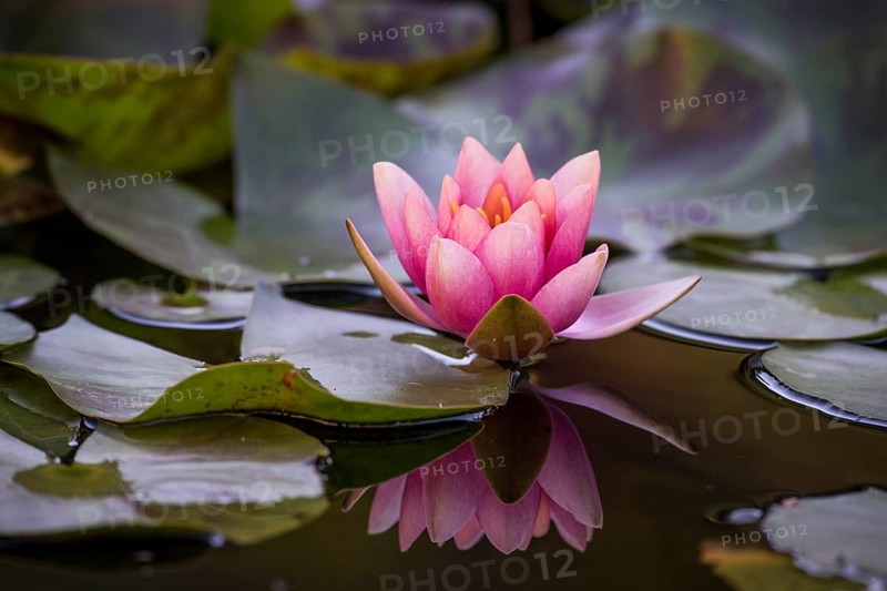Water lily (Nymphaea sp.)