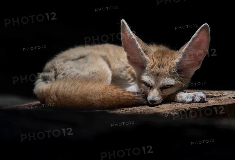 Fennec fox or fennec (Vulpes Zerda)