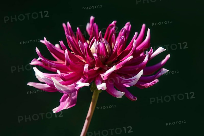 Dahlia flower (Dahlia sp.)