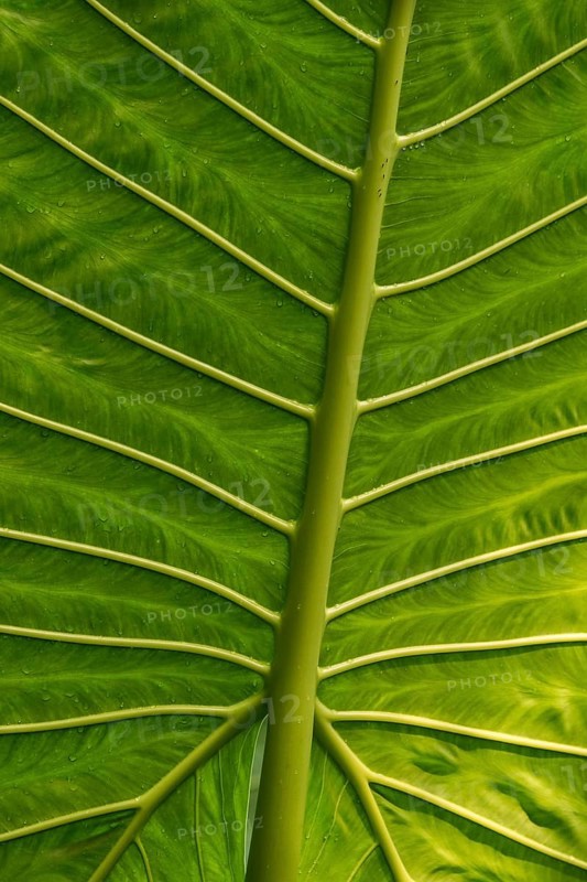 Giant Alocasia (Alocasia macrorrhiza)